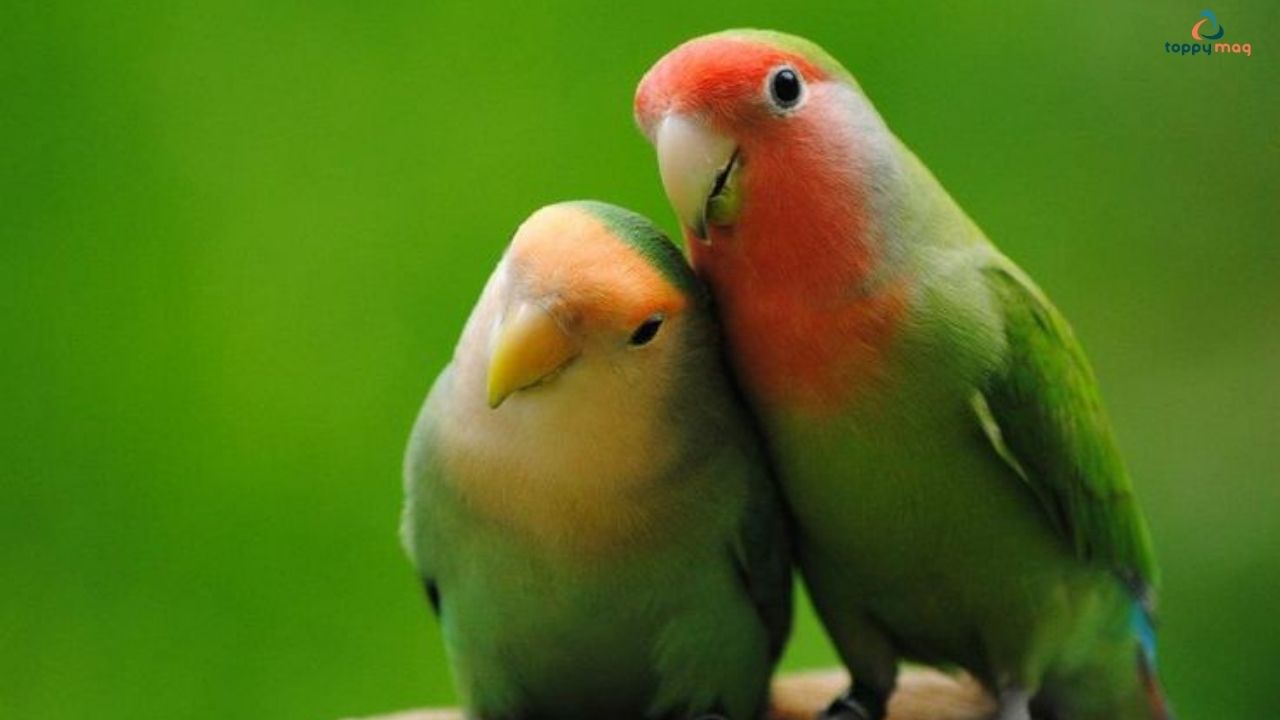 Love Birds Captions